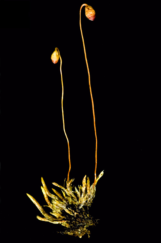 Bryum blindii